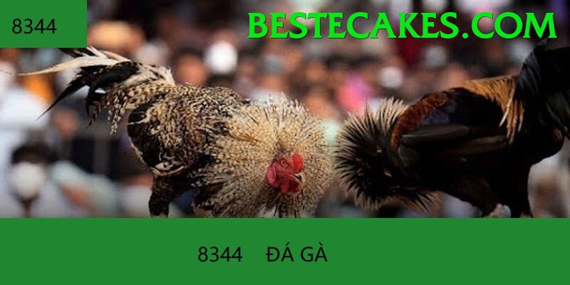 Đá Gà Trực Tiếp - cx8bet